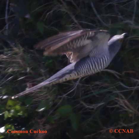 Common Cuckoo