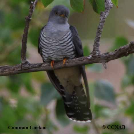 Common Cuckoo