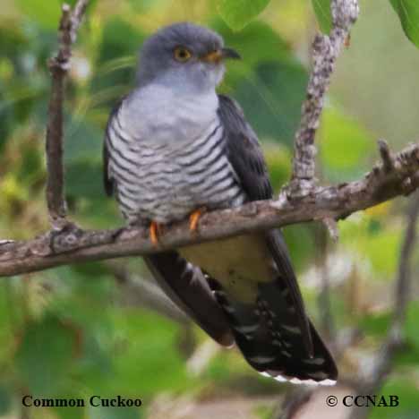 Common Cuckoo