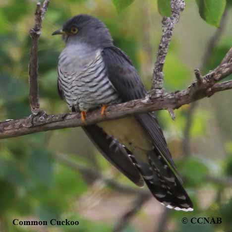 Birds of North America