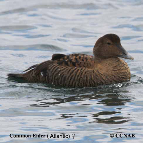 Birds of North America