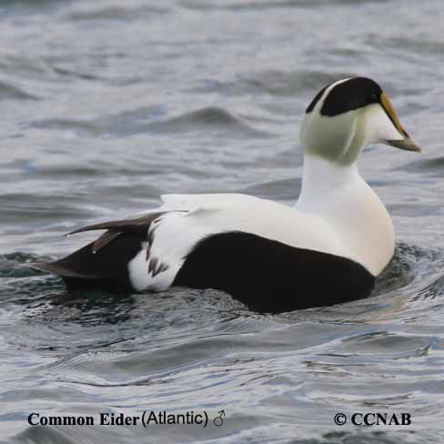 Birds of North America