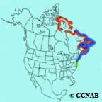 Common Eider (Atlantic) range map