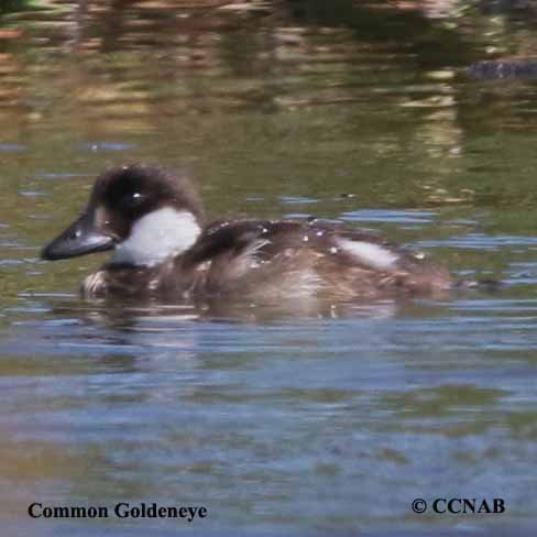 Common Goldeneye