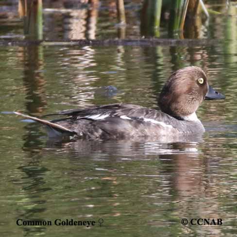 Common Goldeneye