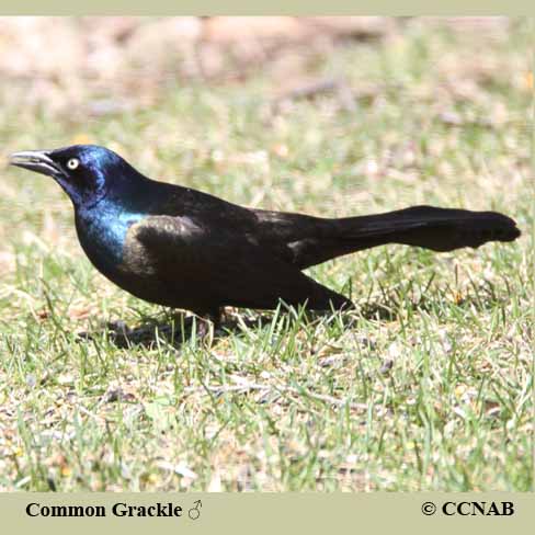 Birds of North America