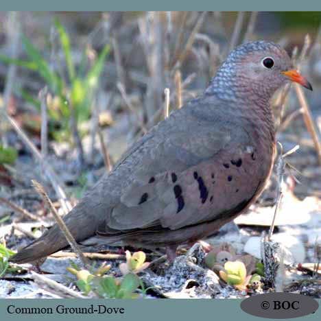 Birds of North America