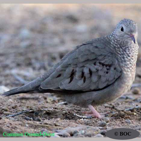 Birds of North America