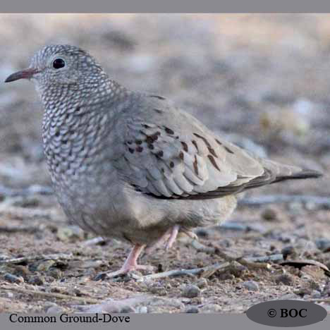 Birds of North America