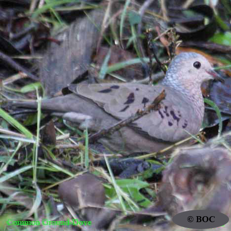 Birds of North America