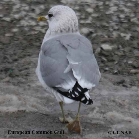 Common Gull