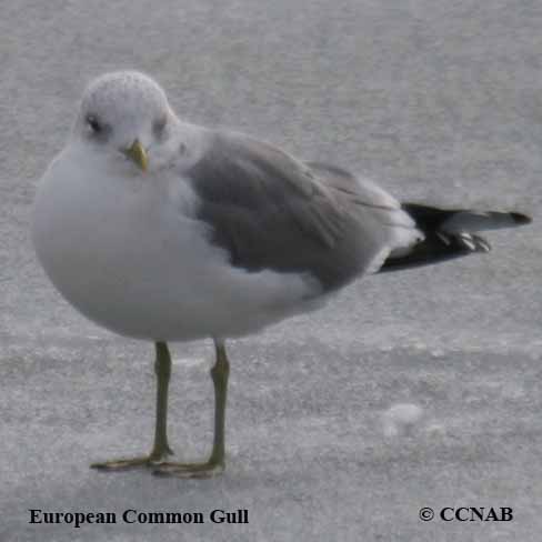 Common Gull