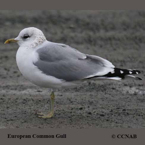 Common Gull