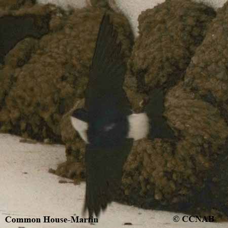 Common House-Martin