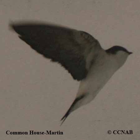 Common House-Martin