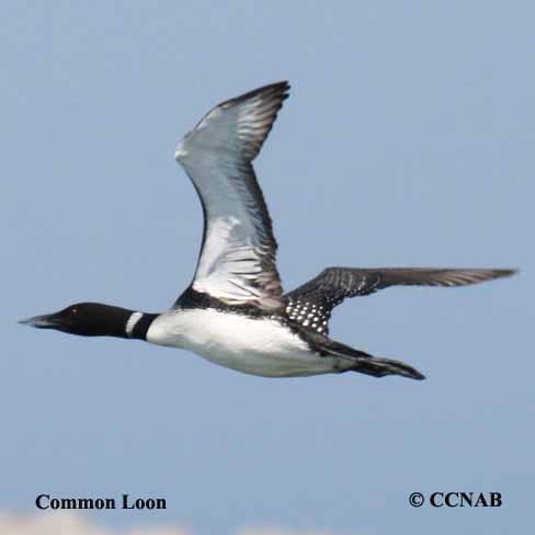 Common Loon