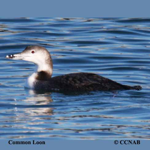 Birds of North America