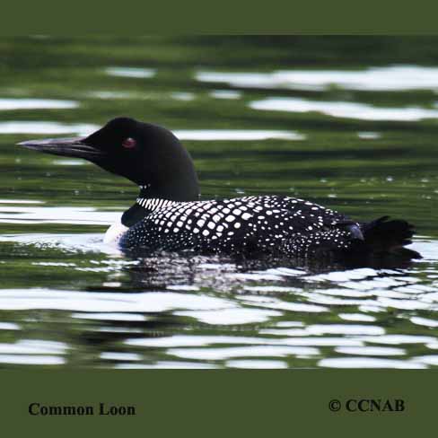 Birds of North America
