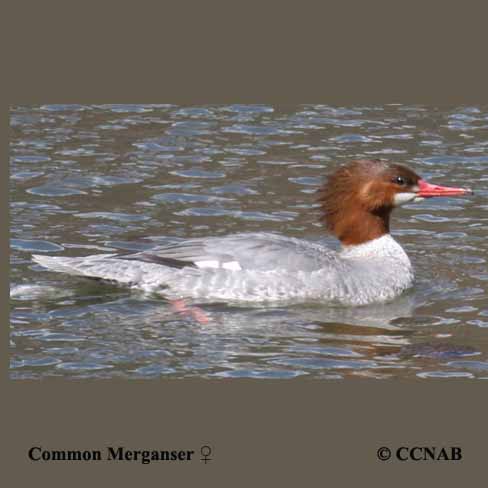 Common Merganser