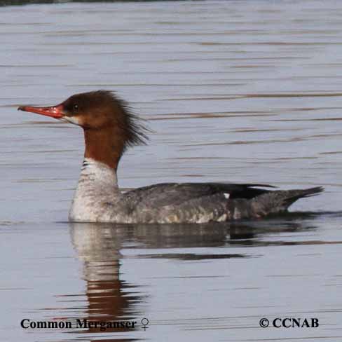 Common Merganser