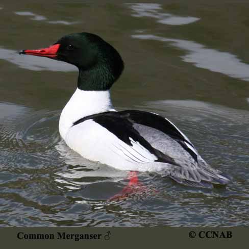 Common Merganser