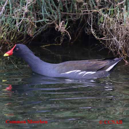 Birds of North America