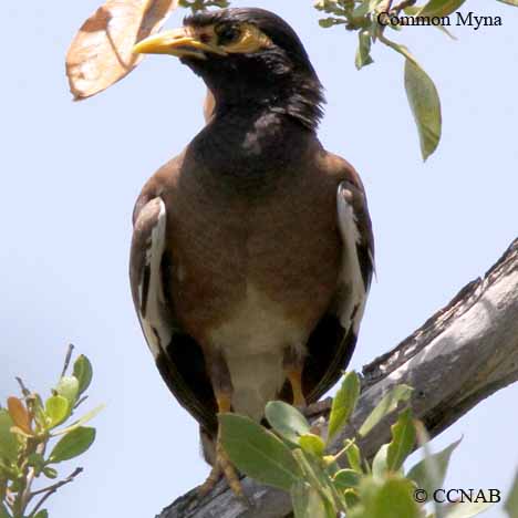 Common Myna