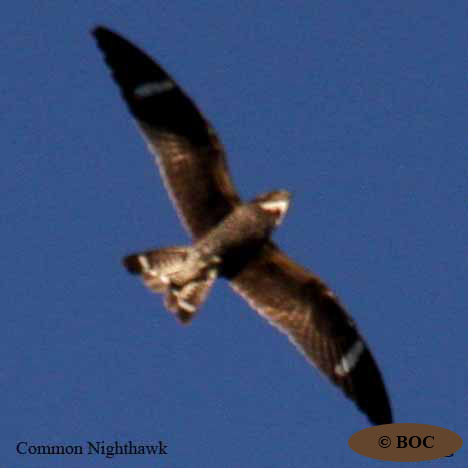 Birds of North America
