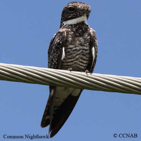 Common Nighthawk