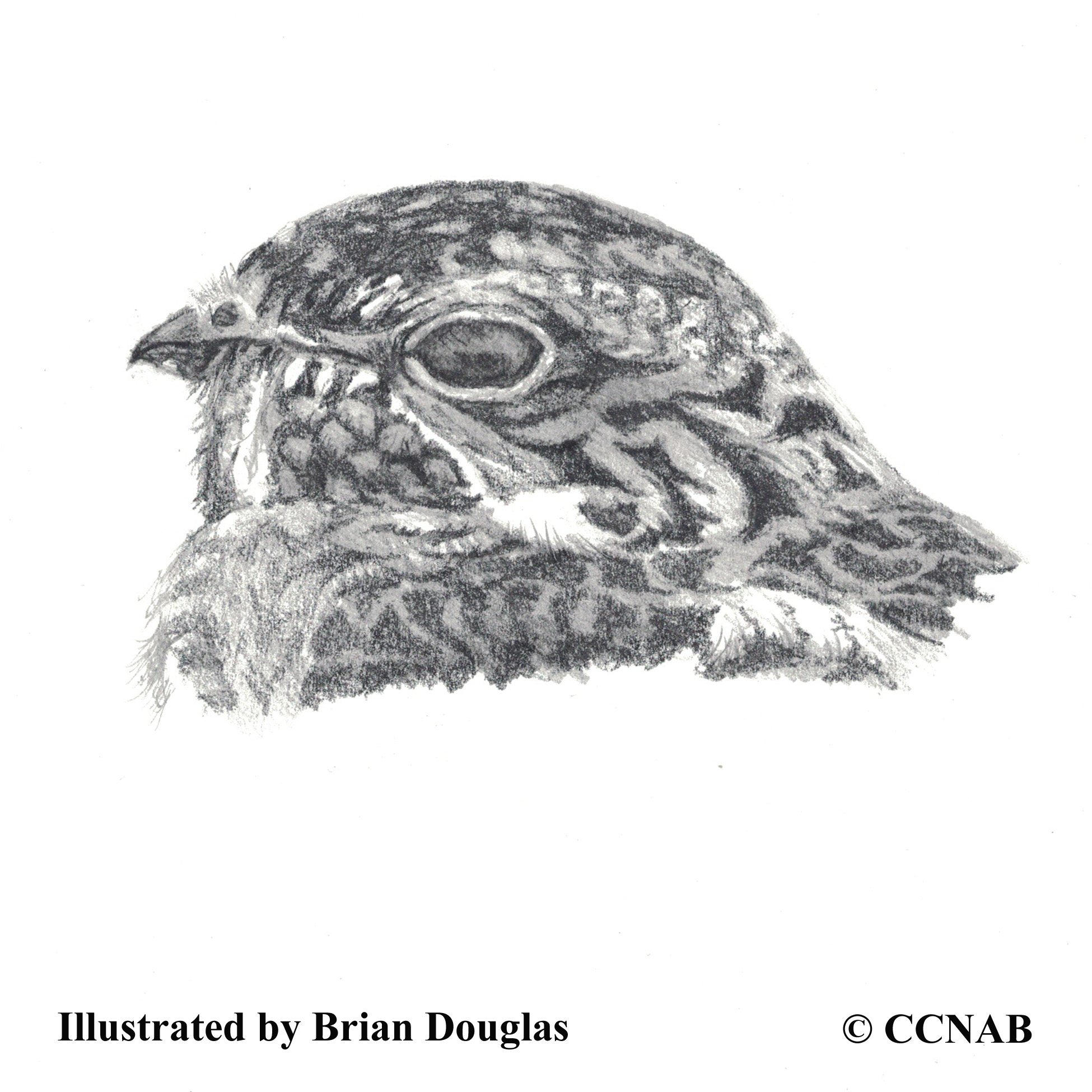 Common Nighthawk