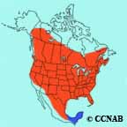 Common Nighthawk range map