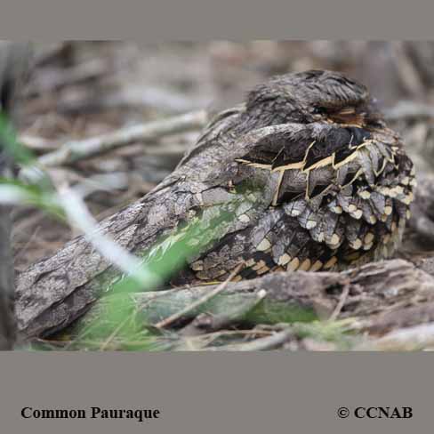 Common Pauraque