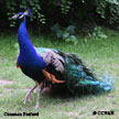 Common Peafowl