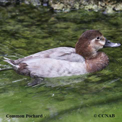 Common Pochard