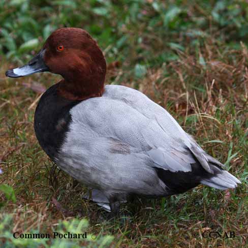 Common Pochard