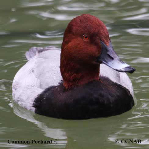 Common Pochard