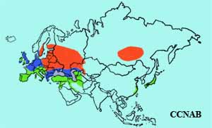 Common Pochard range