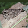 Common Poorwill range map