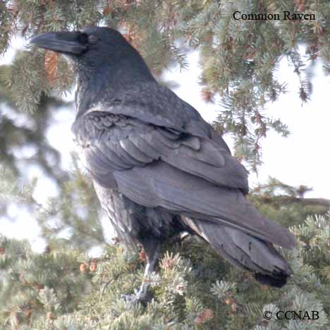 Common Raven