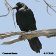 Common Raven