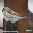 Common Redpoll (Hoary Greenland)