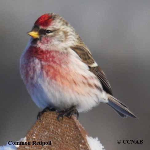 Birds of North America