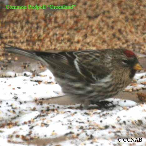 Common Redpoll (Greenland) 