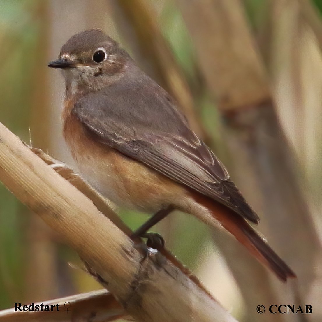 Common Redstart