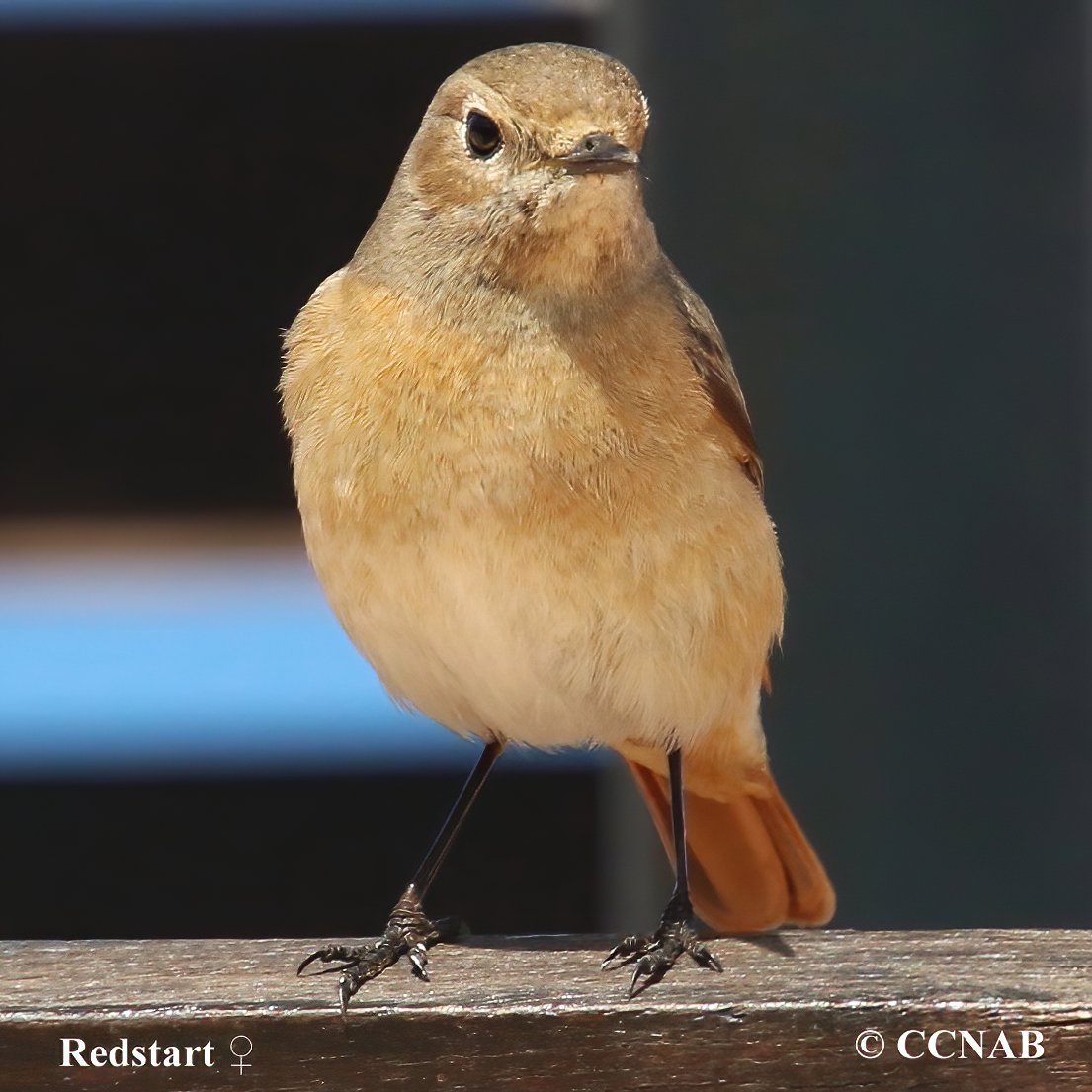 Common Redstart