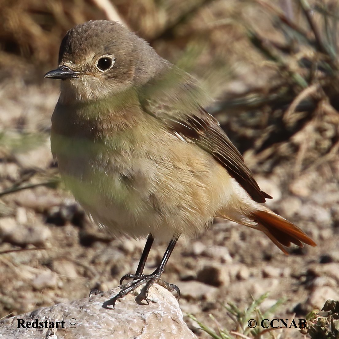 Common Redstart