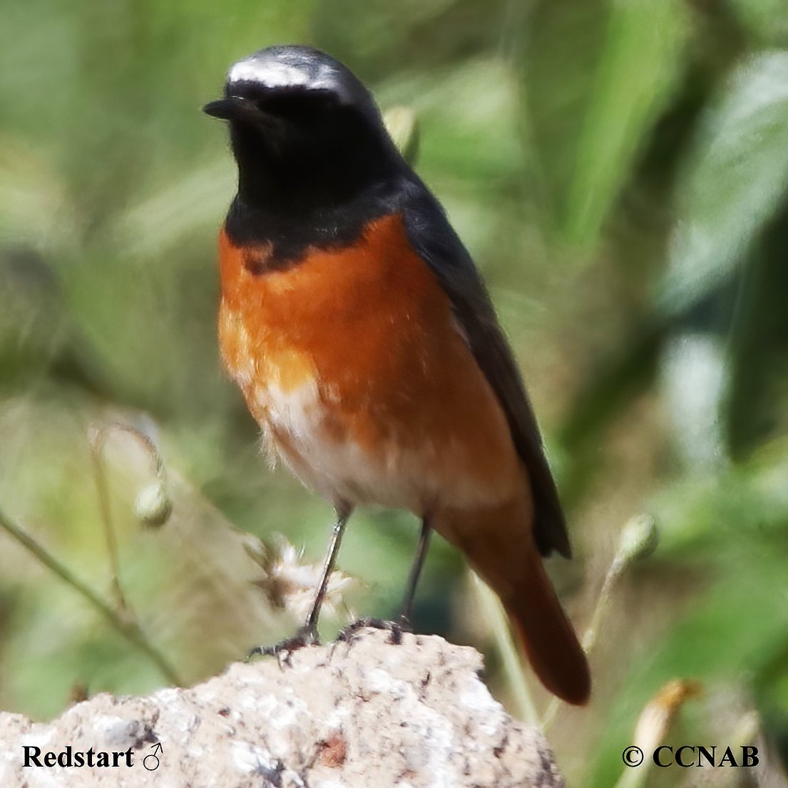 Common Redstart