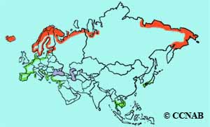 Common Ringed Plover range