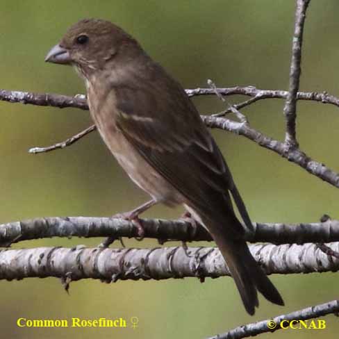 Common Rosefinch