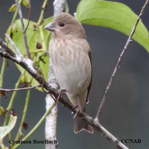 Common Rosefinch